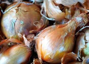 Ціни на цибулю в Україні: чи доведе до сліз фермерів цей непередбачуваний овоч