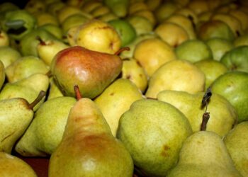 В Україні якісні груші для зберігання стали справжнім дефіцитом